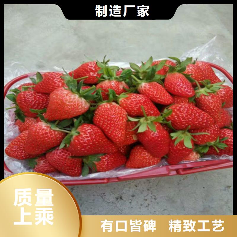 草莓苗甜柿子树苗制造厂家