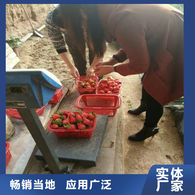 供应妙香草莓苗，妙香草莓苗基地批发