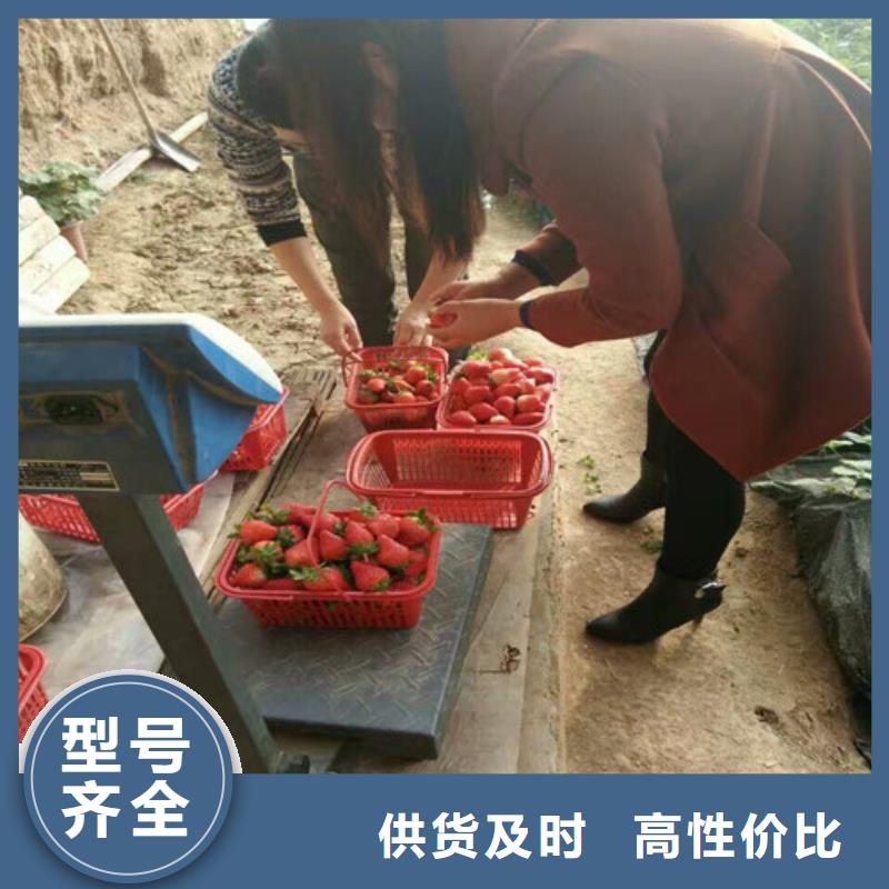 草莓苗吉塞拉6号砧木真材实料