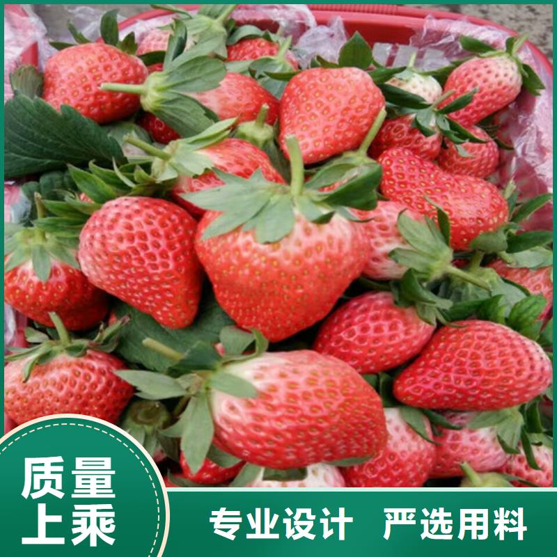 草莓苗_【果树苗】货源直供