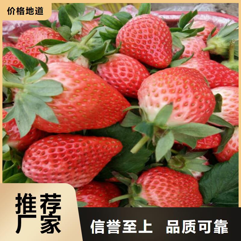 我想买菠萝草莓苗，菠萝草莓苗价格多少