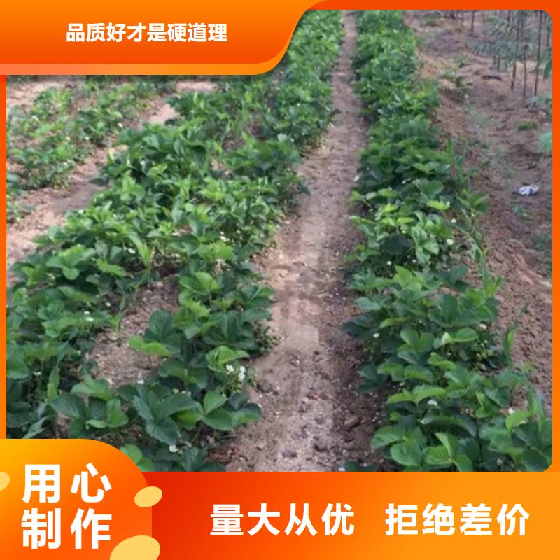草莓苗梨树苗基地好货有保障