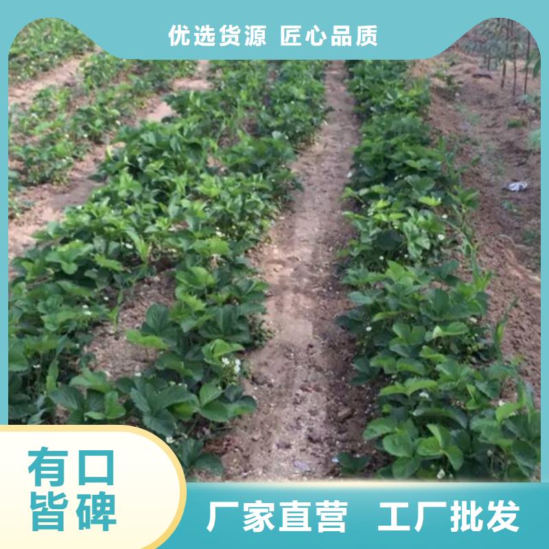 草莓苗黄桃树苗真材实料