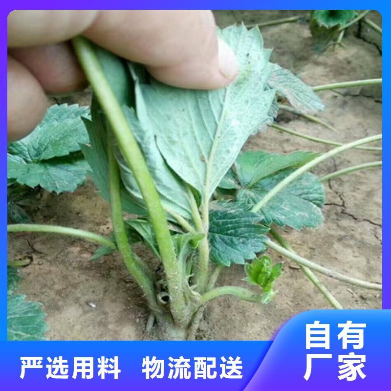 草莓苗吉塞拉6号砧木质量可靠