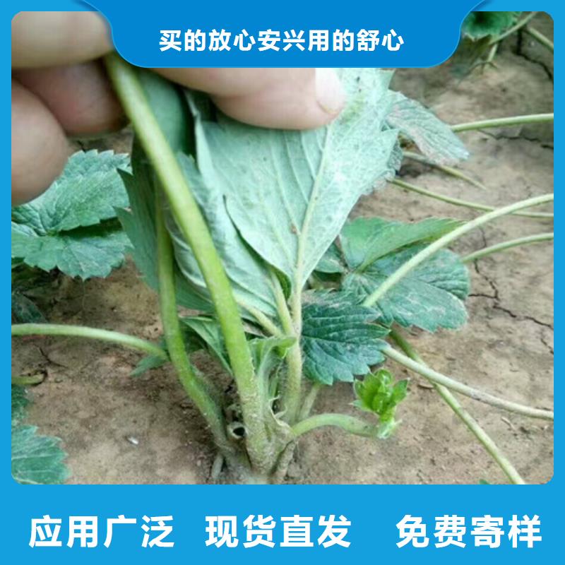 【草莓苗】果树苗批发基地优选厂家