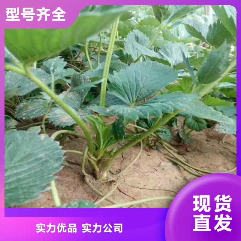 寿阳妙香草莓苗推荐厂家