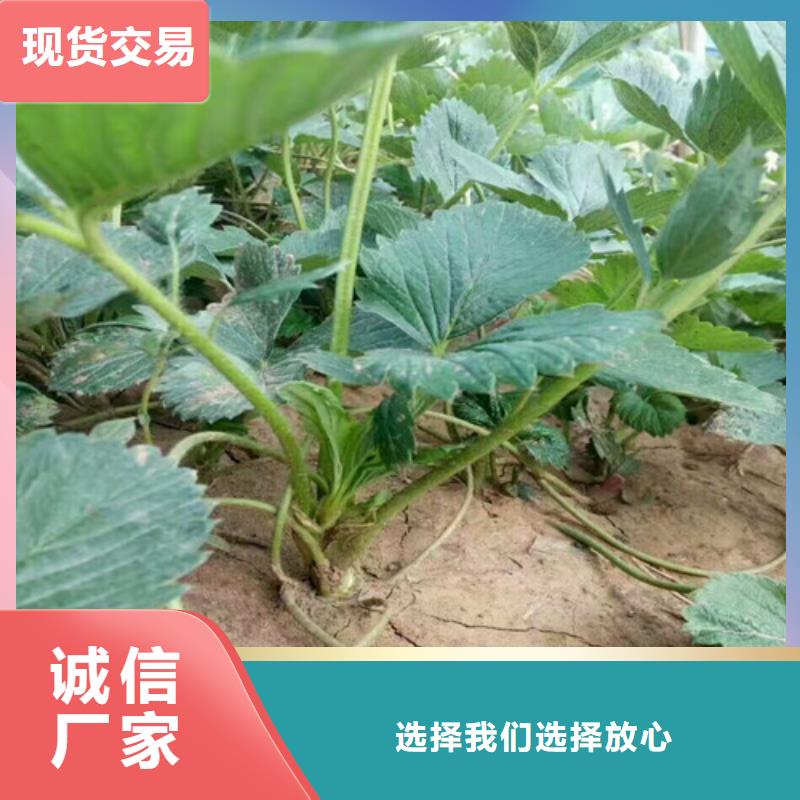 怀宁哪里卖宁玉草莓苗，宁玉草莓苗哪里有