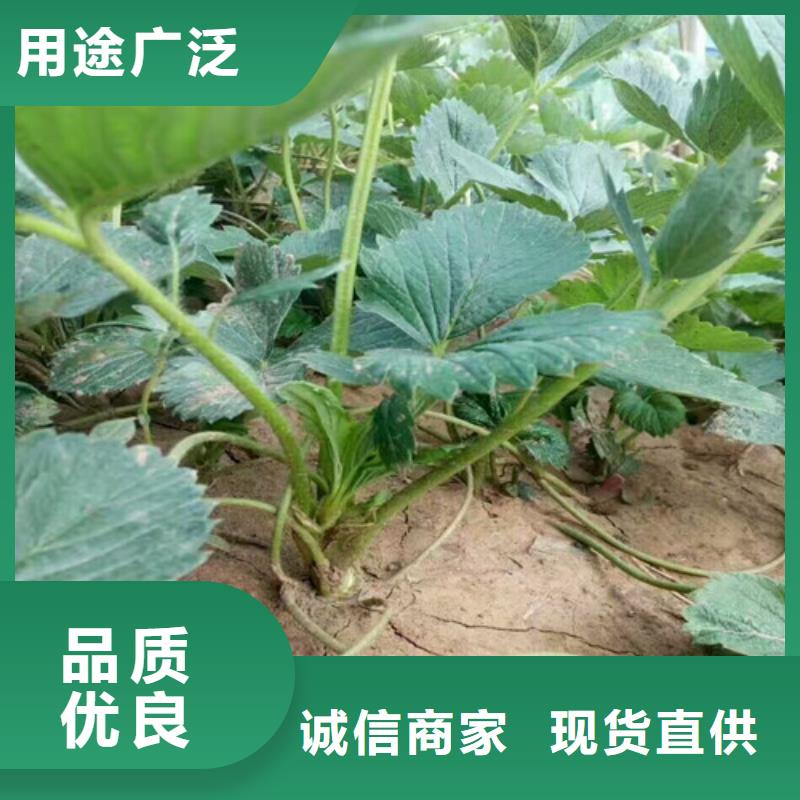 枞阳哪里卖丰香草莓苗，丰香草莓苗种植地区