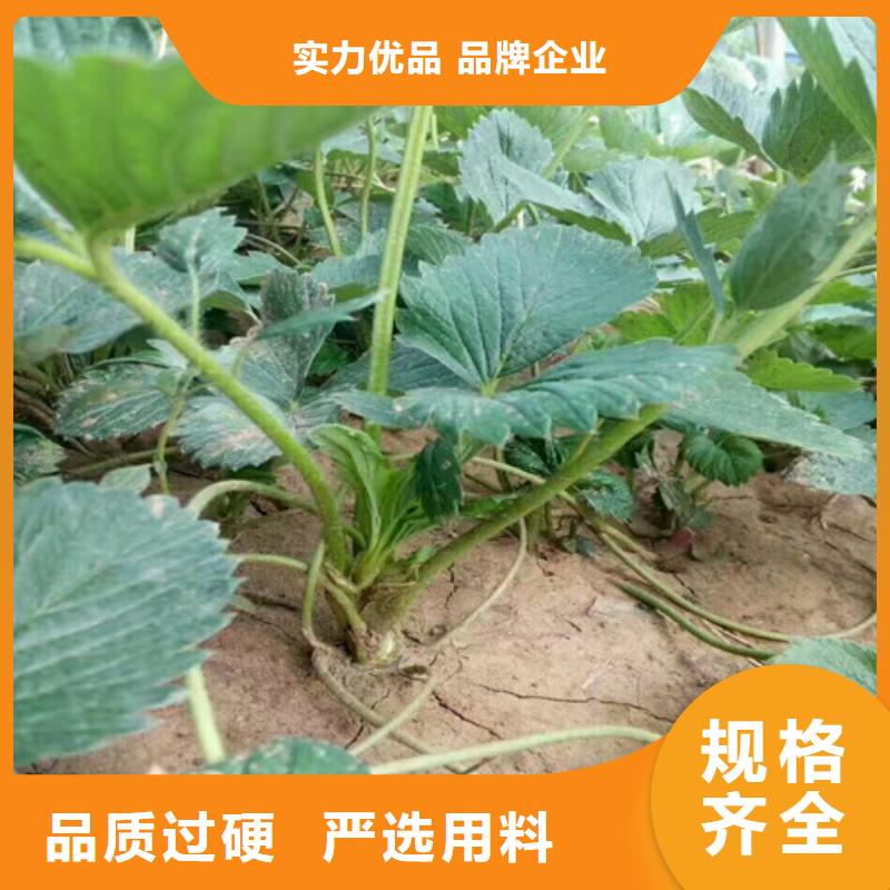 红99草莓苗便宜价格