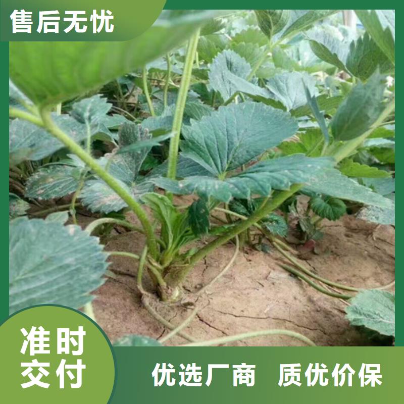 草莓苗板栗苗厂家直销规格多样