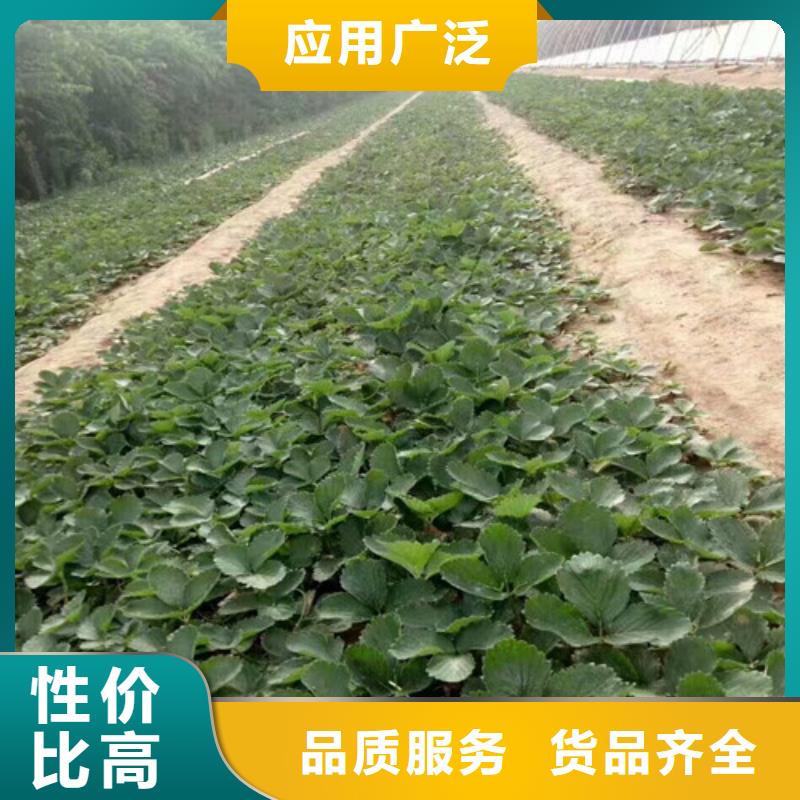 草莓苗_桃树苗严格把关质量放心
