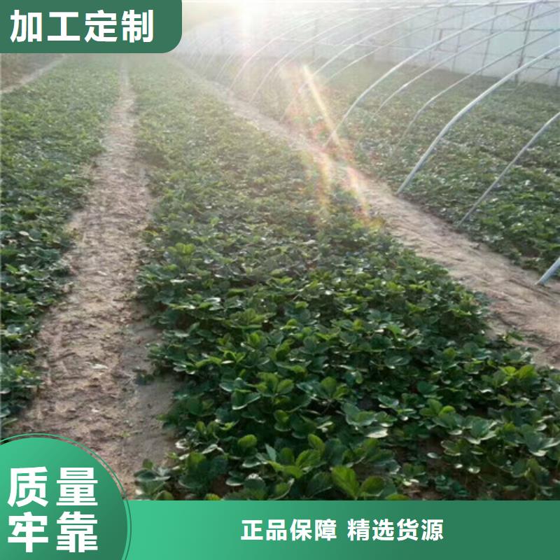 草莓苗草莓苗价格工期短发货快