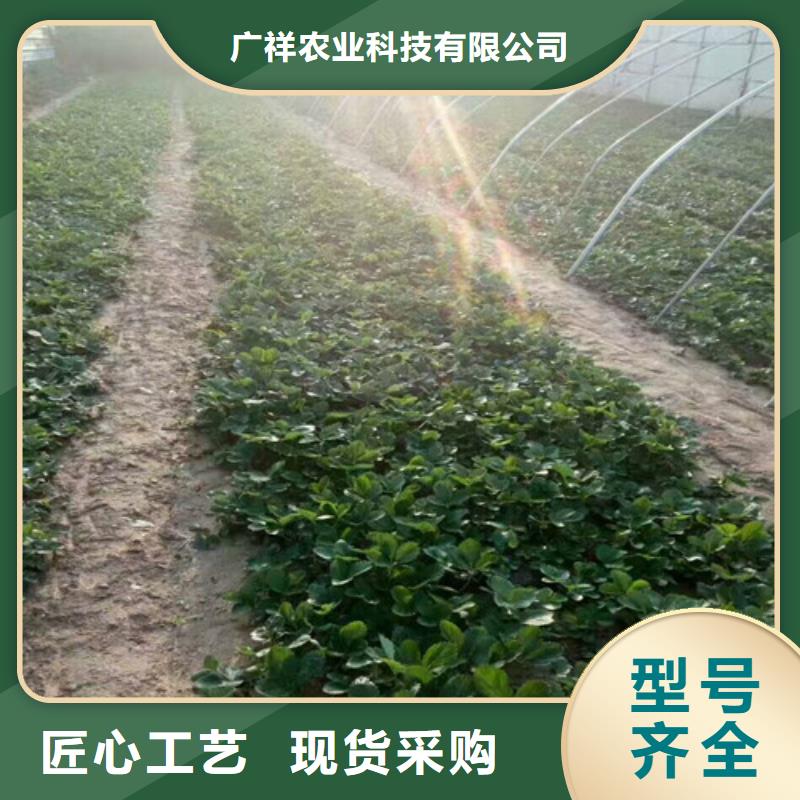 草莓苗 香椿树苗现货直供