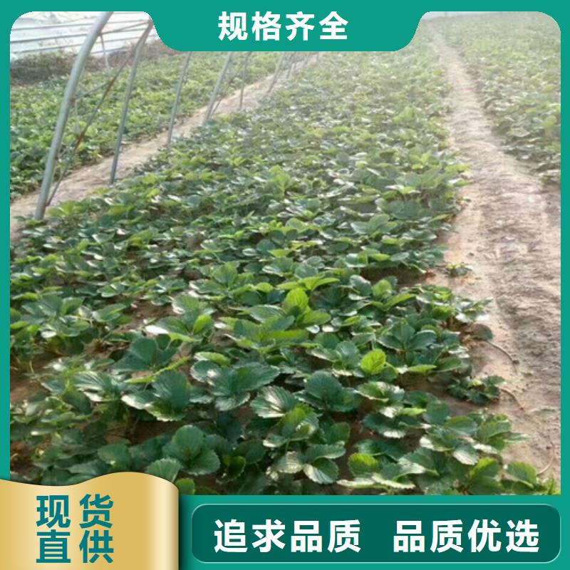 草莓苗梨树苗精工制作