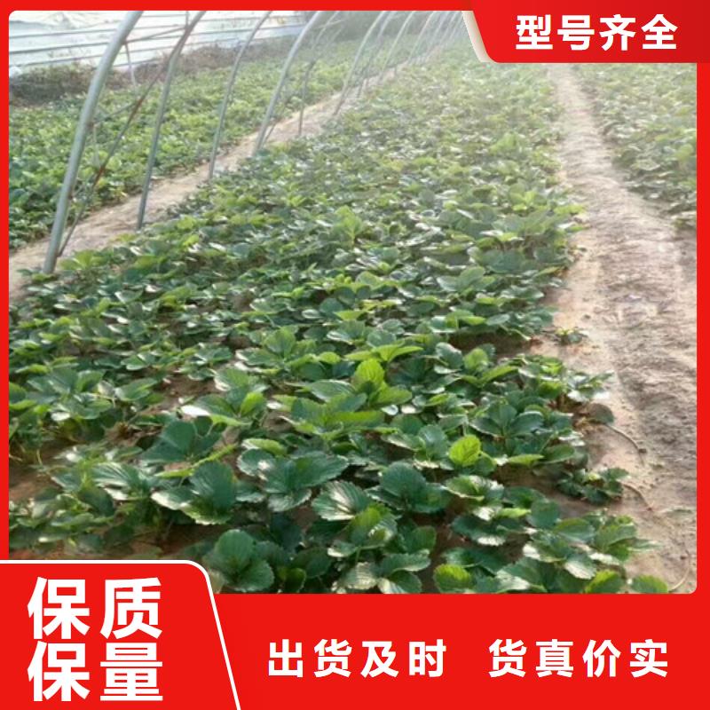 【草莓苗蓝宝石葡萄苗厂家现货供应】