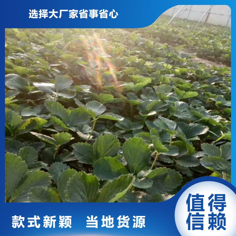 草莓苗毛蟠桃树苗可零售可批发