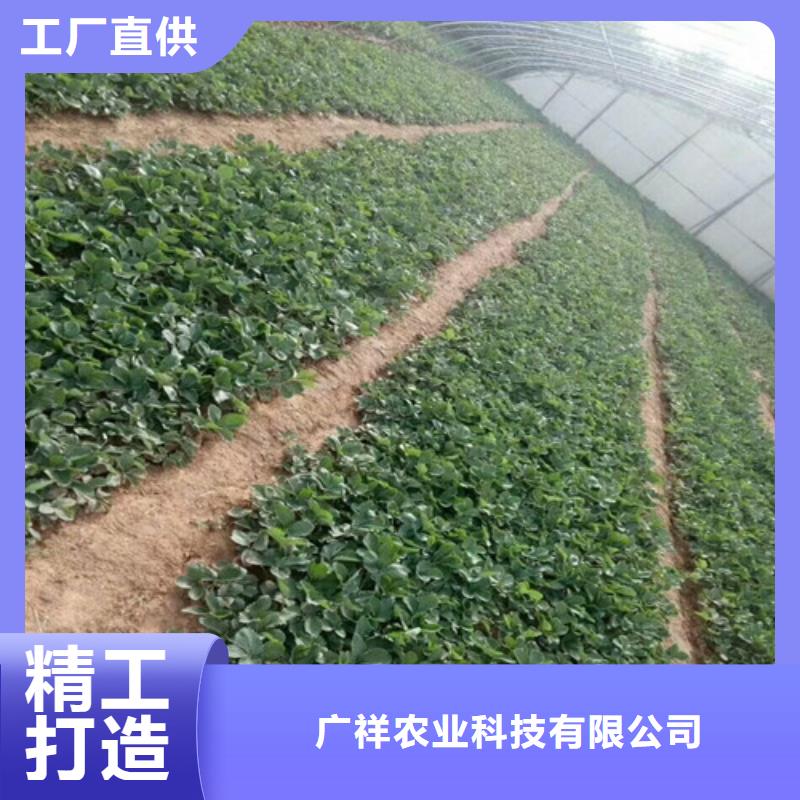 章姬草莓苗批发价格