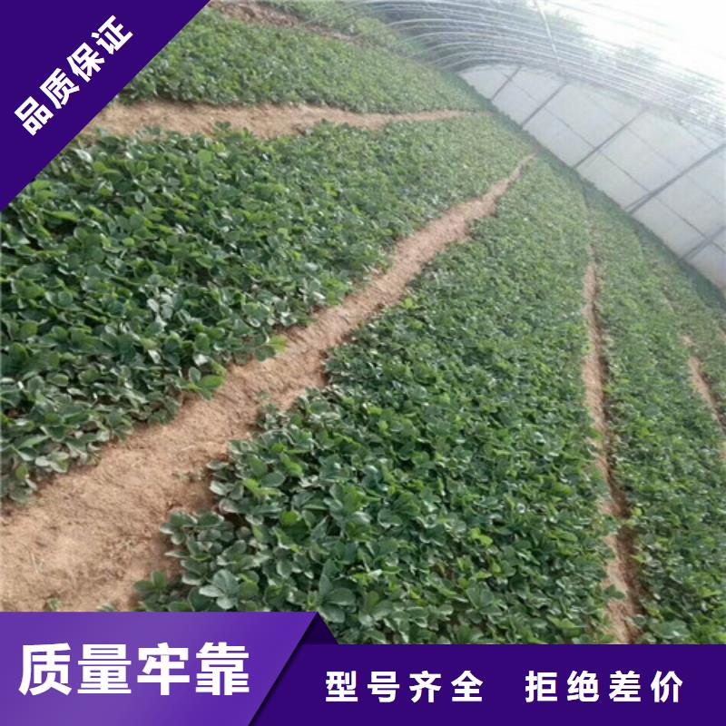 草莓苗【樱桃苗】现货充裕