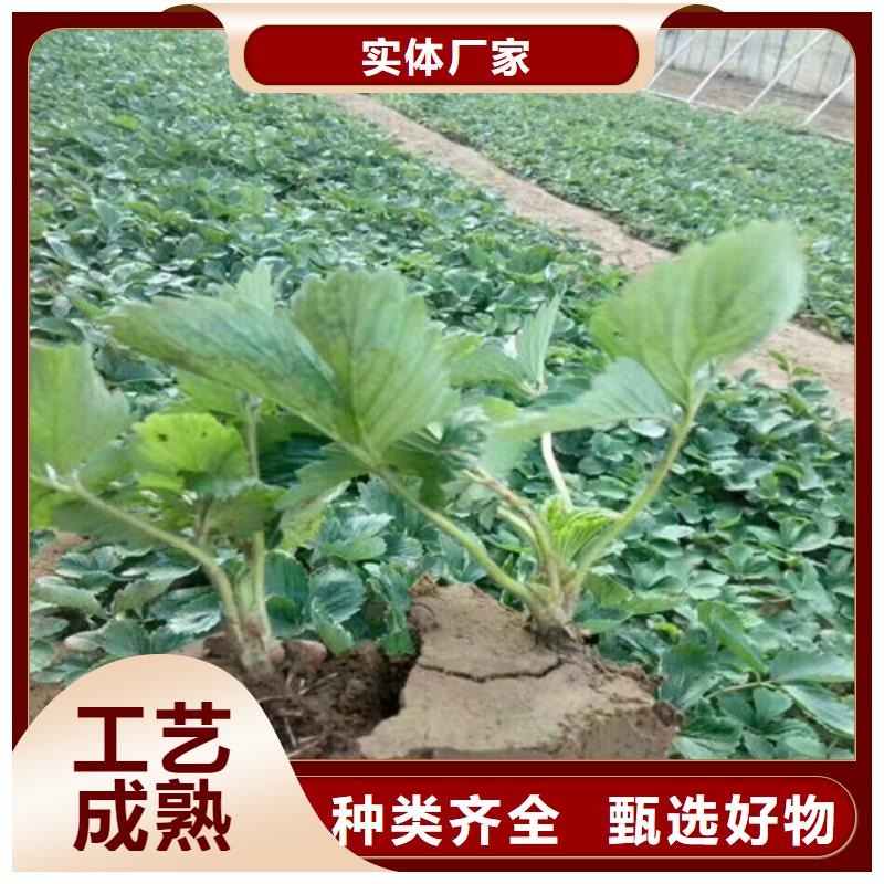 红颊草莓苗能满足您的需求