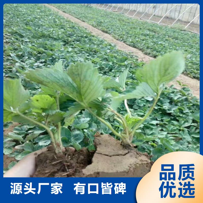 【草莓苗】珍珠枣油桃树苗品质服务
