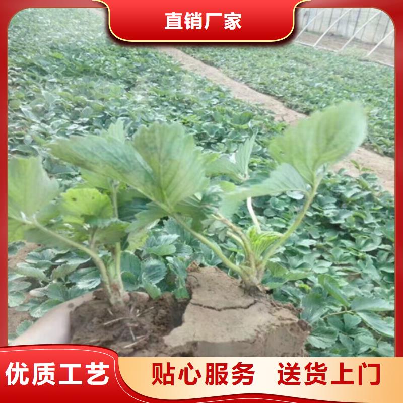 草莓苗草莓苗价格一站式供应