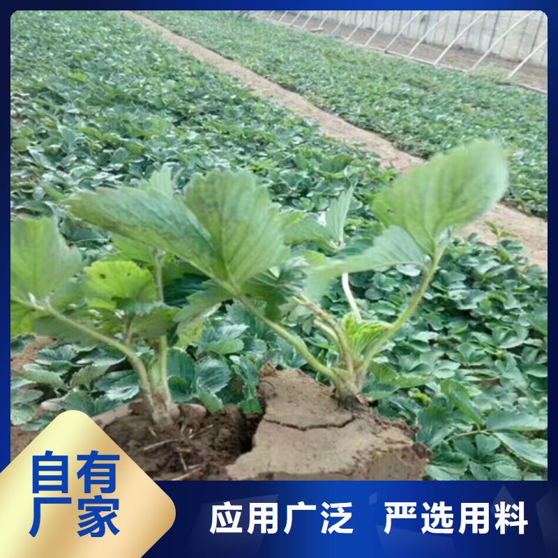 鹿城甜查理草莓苗栽植密度