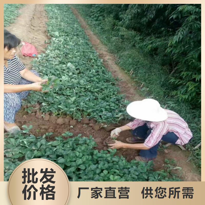 【草莓苗黄宝石梨树苗做工细致】