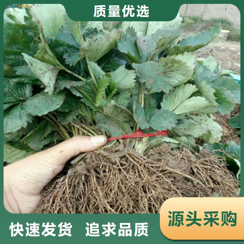 【草莓苗】-果树苗批发基地让客户买的放心