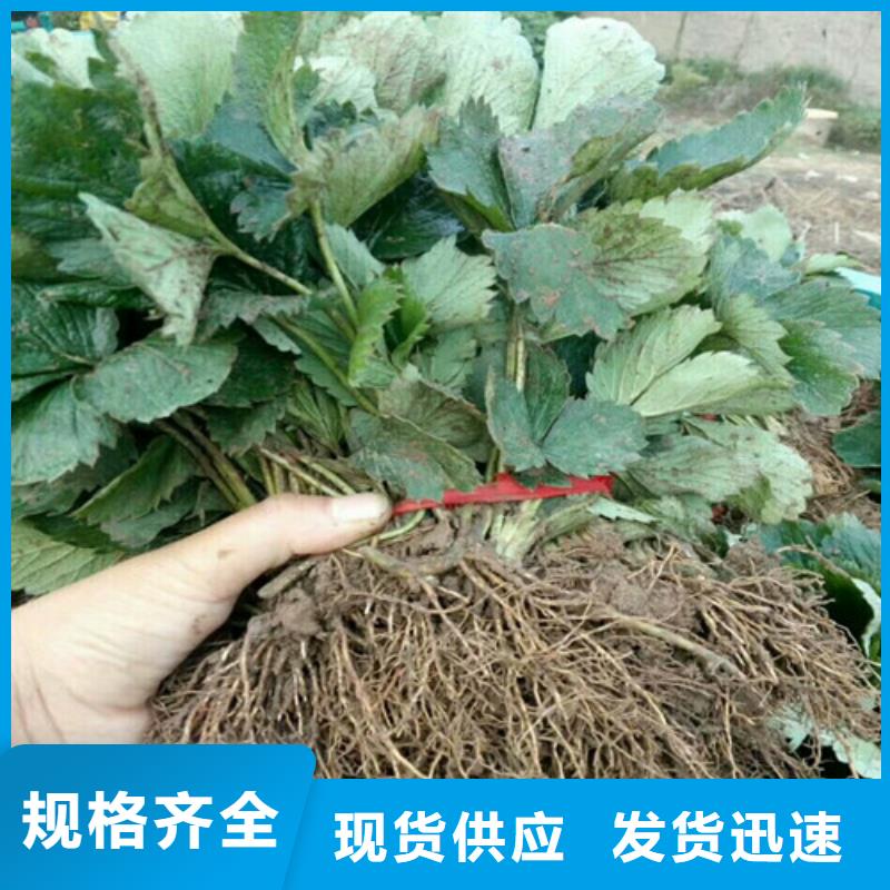 【草莓苗,梨树苗基地规格齐全】