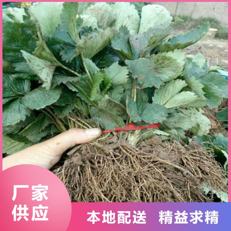 质量合格的济源市大棚草莓苗厂家