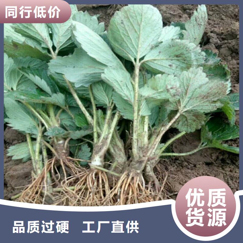 【草莓苗】苹果苗基地好货直供