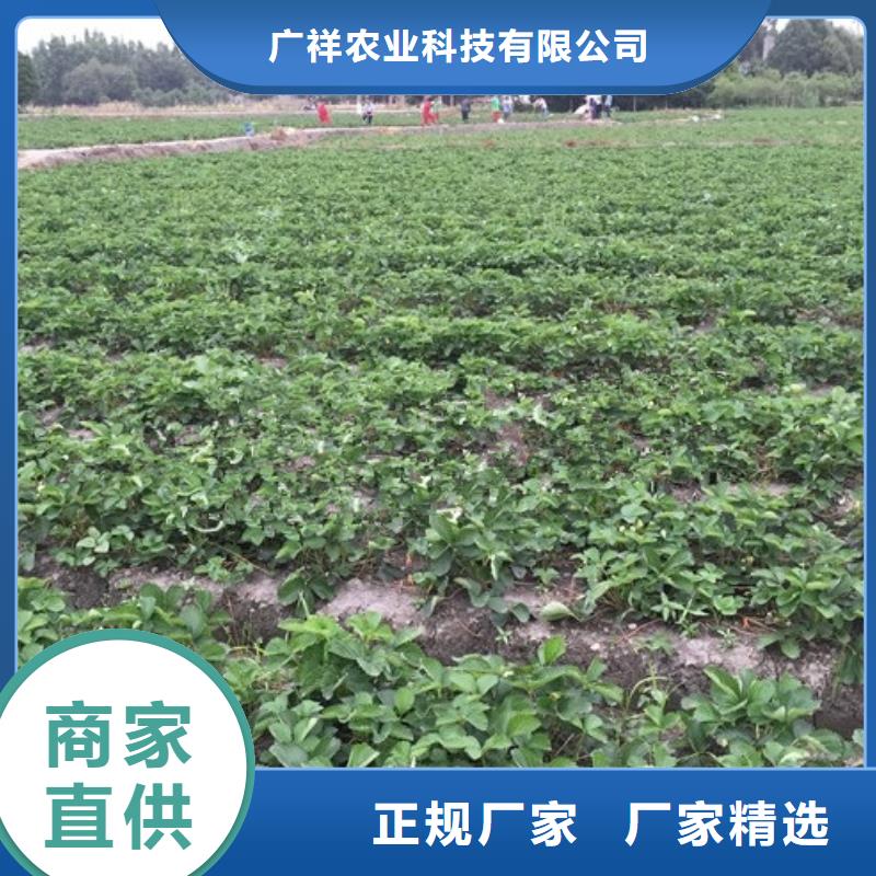 【草莓苗桃树苗基地实力商家供货稳定】