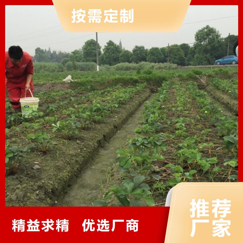 草莓苗蟠枣树苗海量现货直销