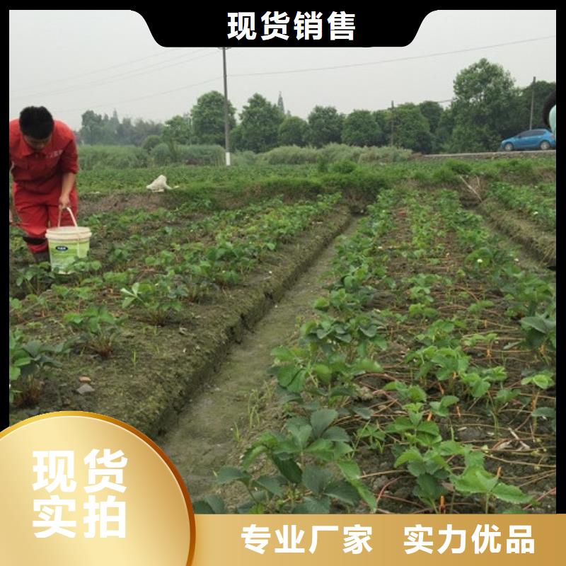 草莓苗果树苗分类和特点