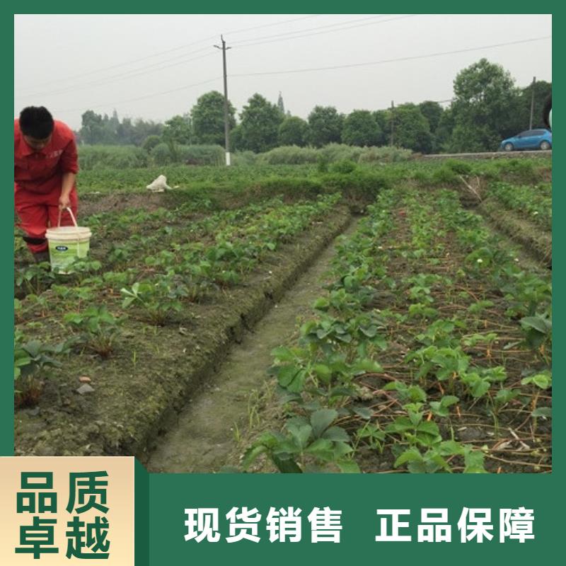 【草莓苗果树苗批发基地质量上乘】