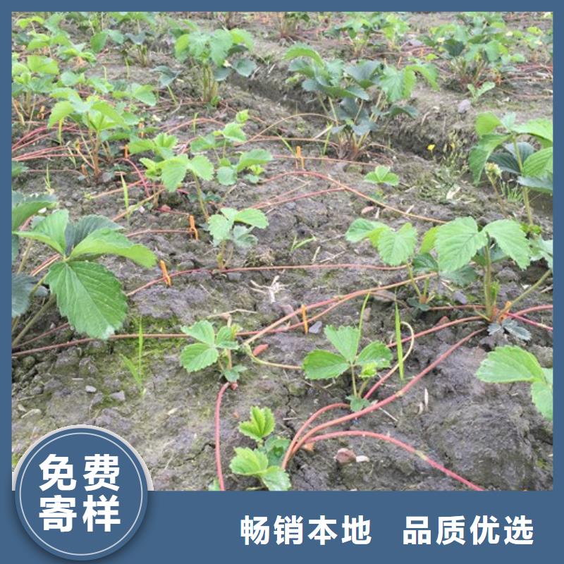 草莓苗黄桃树苗厂家精选