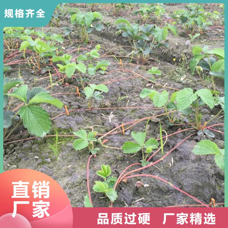 【草莓苗】蟠枣树苗按需定制