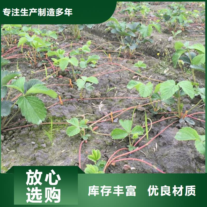 草莓苗柱状梨树苗讲信誉保质量