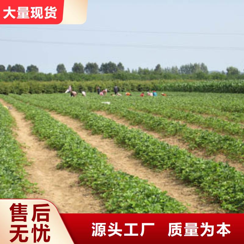 【草莓苗梨树苗基地助您降低采购成本】