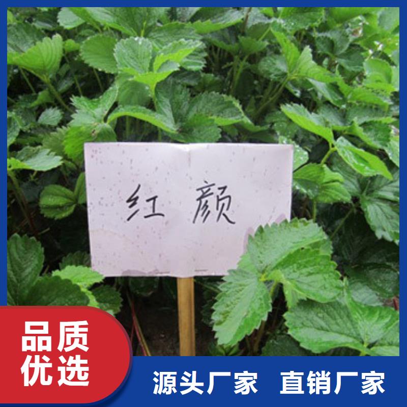 【草莓苗草莓苗价格货品齐全】