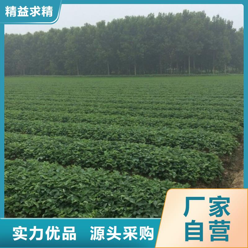 草莓苗【蟠枣树苗】多种优势放心选择