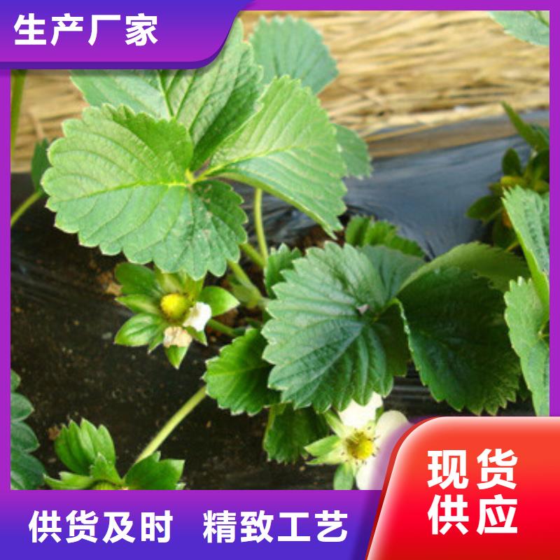 草莓苗-大棚草莓苗正规厂家