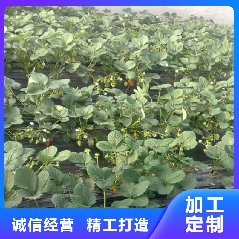 草莓苗红油香椿树苗支持定制加工
