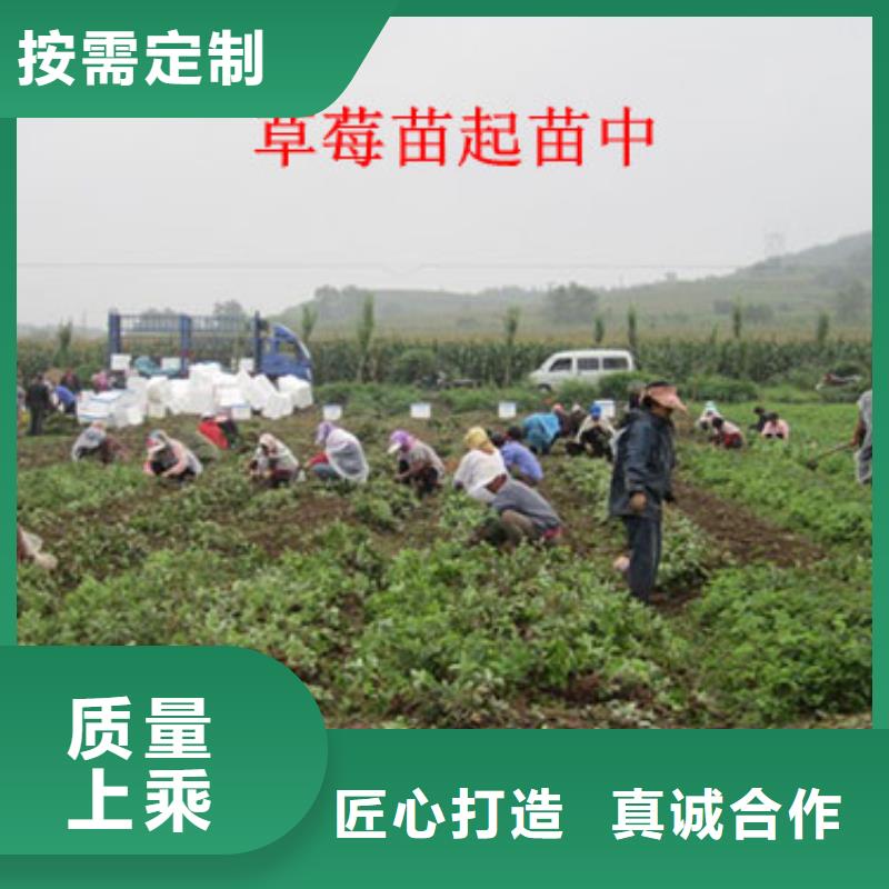 草莓苗红油香椿树苗支持定制加工
