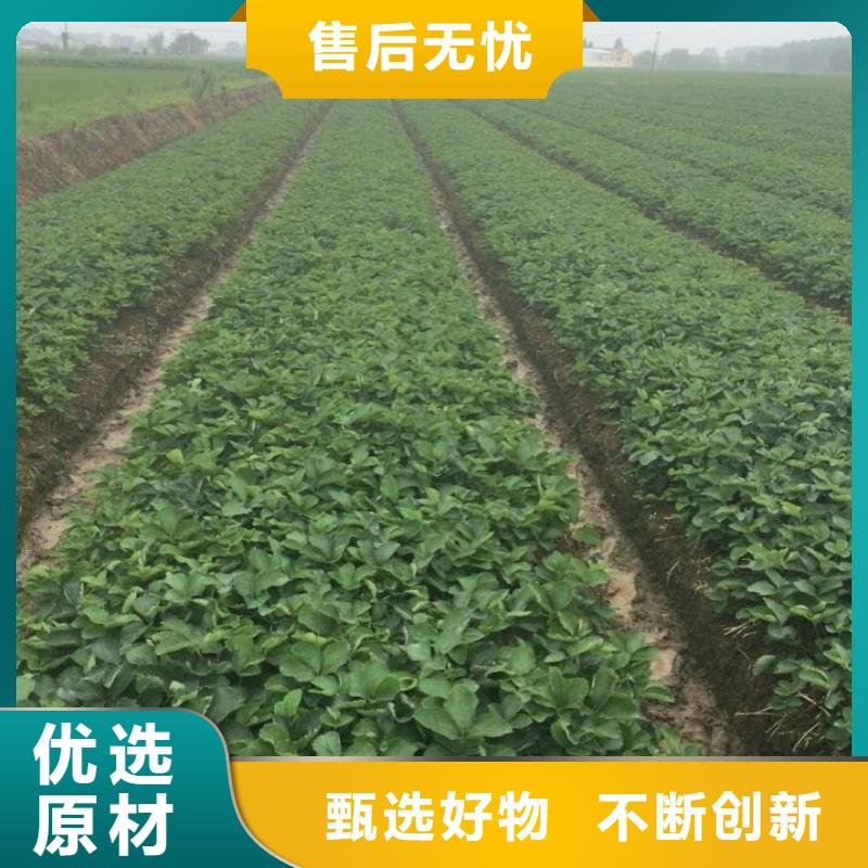 草莓苗桃树苗基地严格把控每一处细节