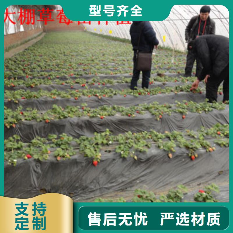 【草莓苗】果树苗现货充足量大优惠