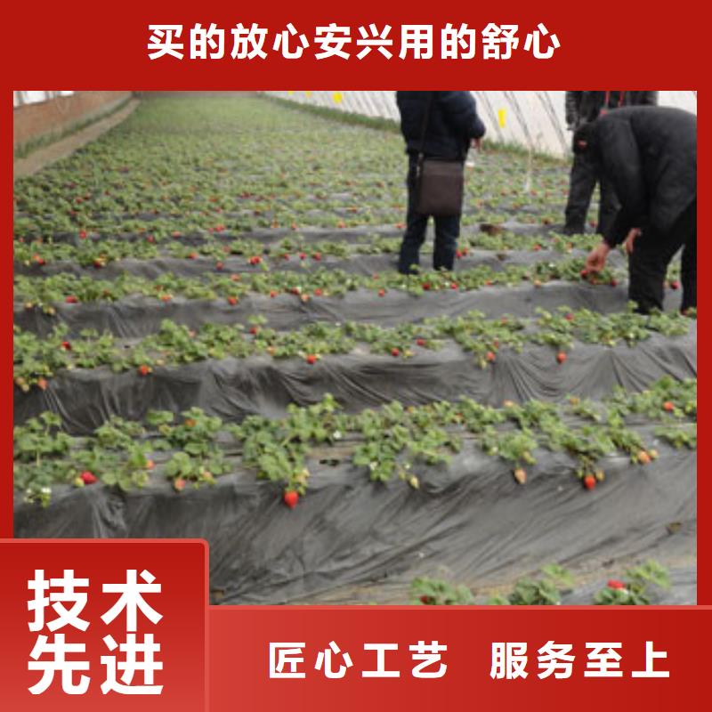 茂县妙香草莓苗哪里有批发的