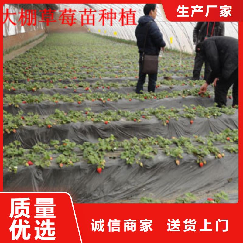 草莓苗【草莓苗价格】货到付款