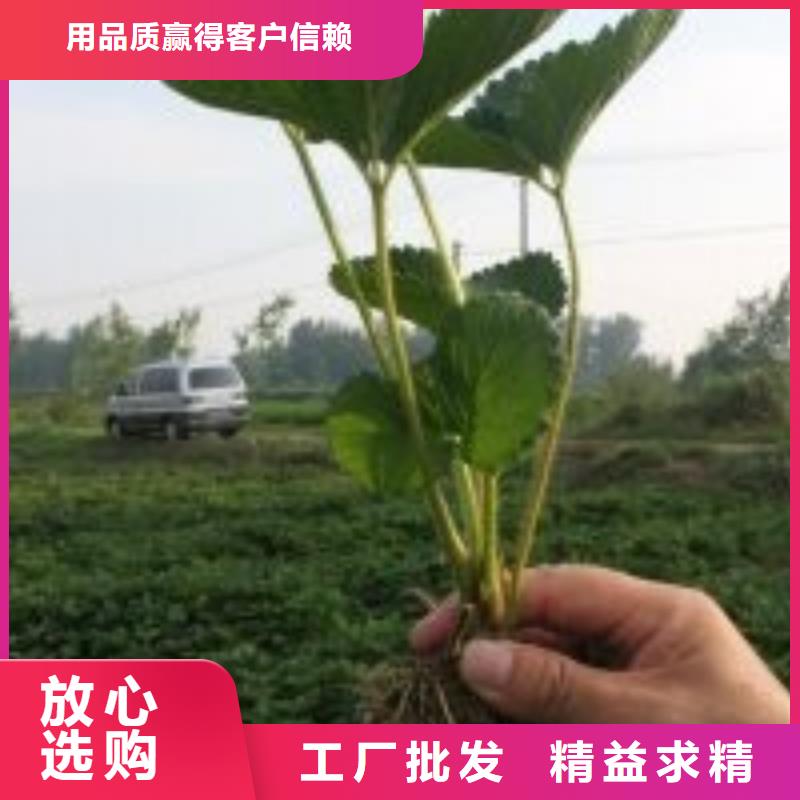 【草莓苗果树苗用心制造】