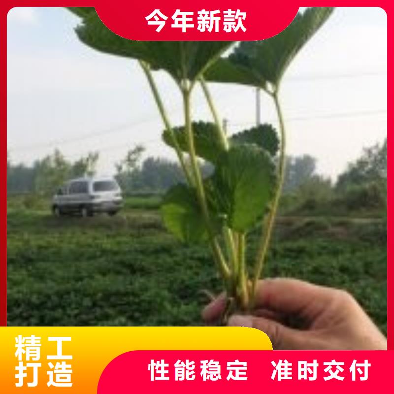 艳丽草莓苗批发